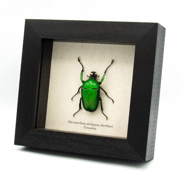 Green metallic Scarab beetle framed - Dicronorhina derbyana oberthuri