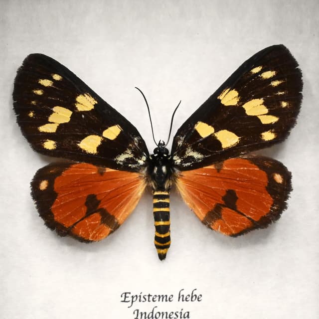 Real red Noctuid moth framed taxidermy - Episteme hebe - female