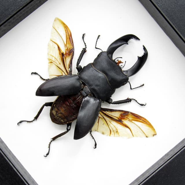 Real Giant Stag beetle framed taxidermy - Dorcus titanus typhon