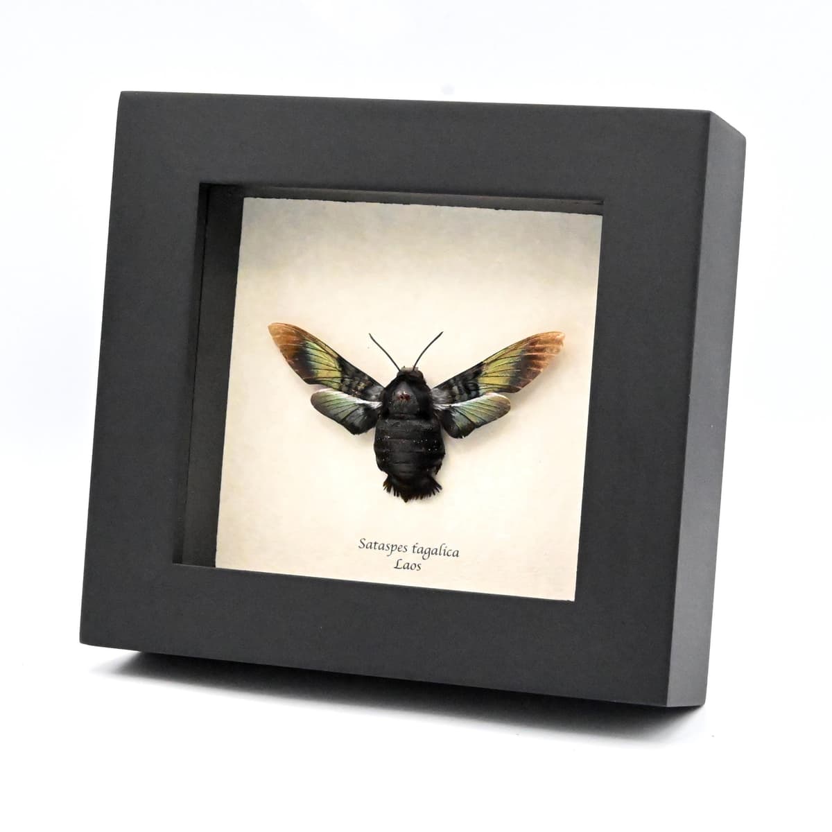 Rare Brilliant Carpenter-bee Hawkmoth framed taxidermy - Sataspes tagalica - female