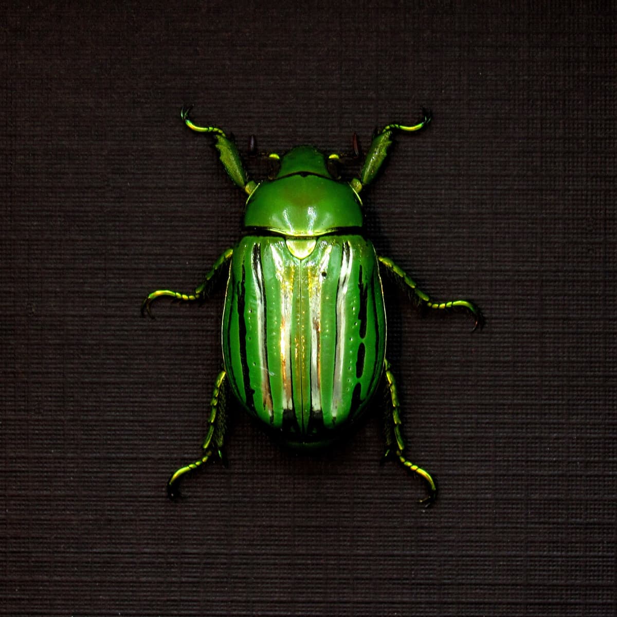 Real metallic Jewel beetle framed taxidermy - Plusiotis (Chrysina) gloriosa - XL female