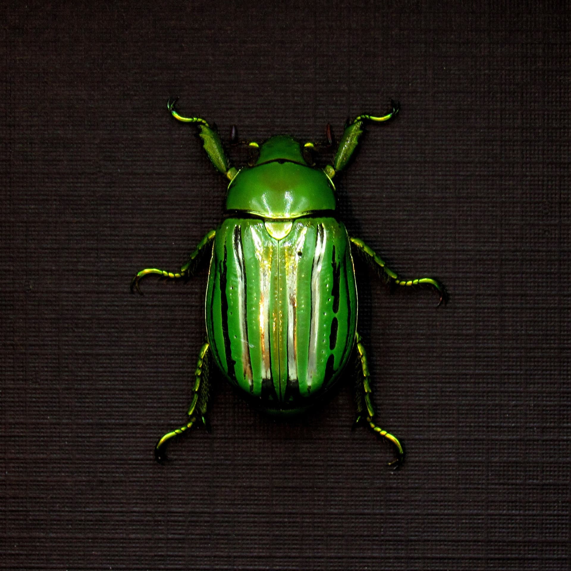 Real metallic Jewel beetle framed taxidermy - Plusiotis (Chrysina) gloriosa - XL female