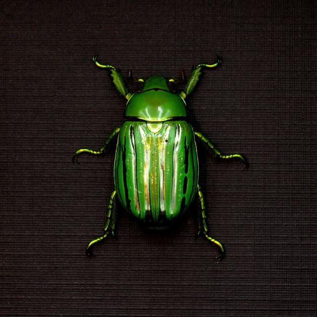 Real metallic Jewel beetle framed taxidermy - Plusiotis (Chrysina) gloriosa - XL female