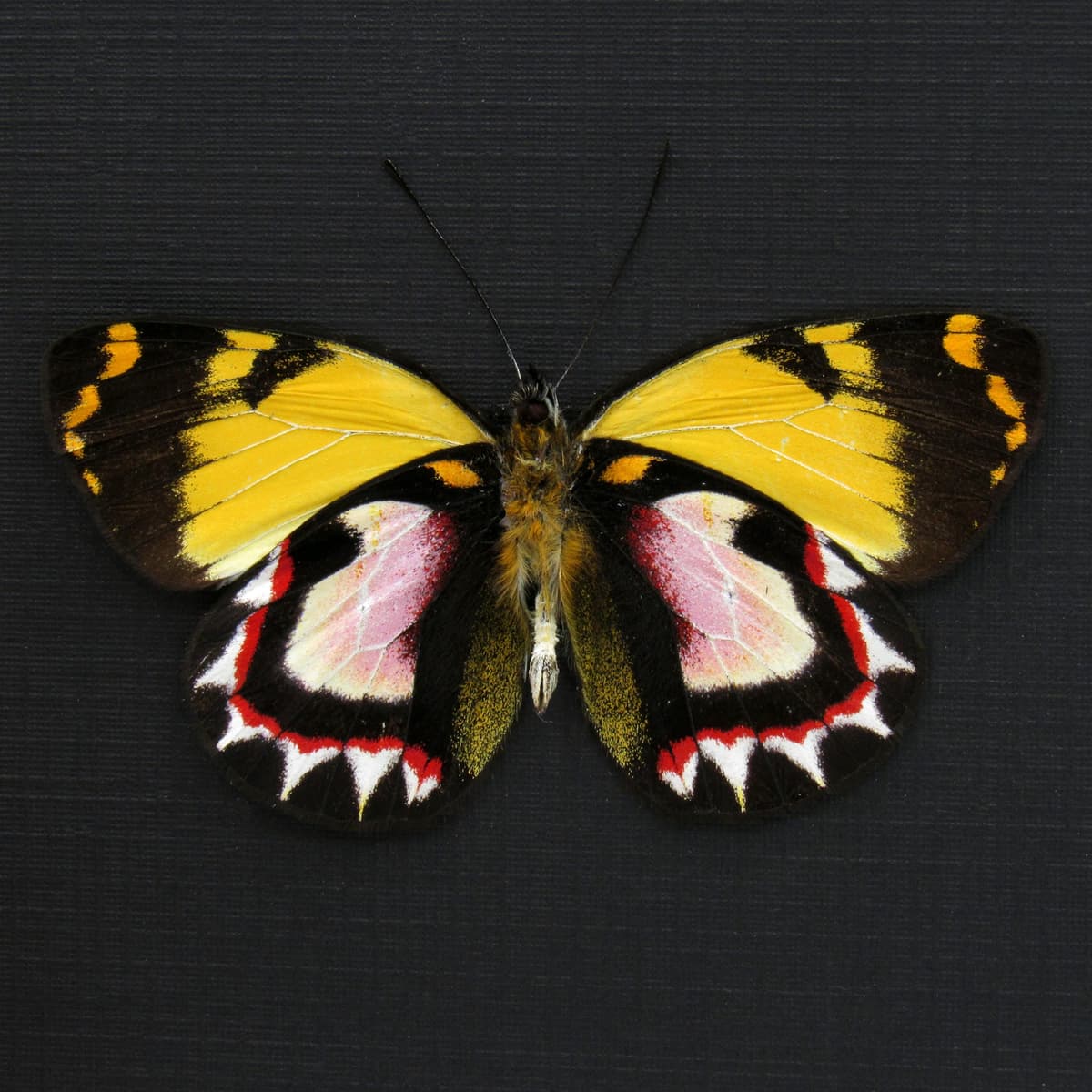 Very rare pink Delias butterfly framed taxidermy - Delias luctuosa kuning - Victorian mount