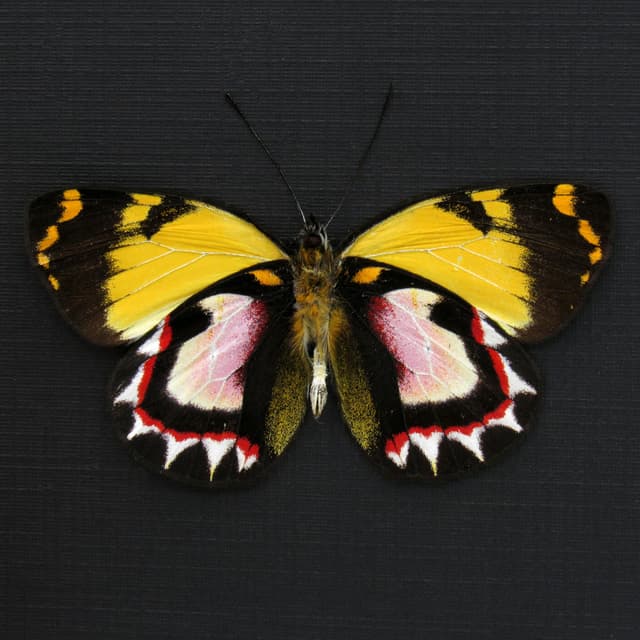 Very rare pink Delias butterfly framed taxidermy - Delias luctuosa kuning - Victorian mount