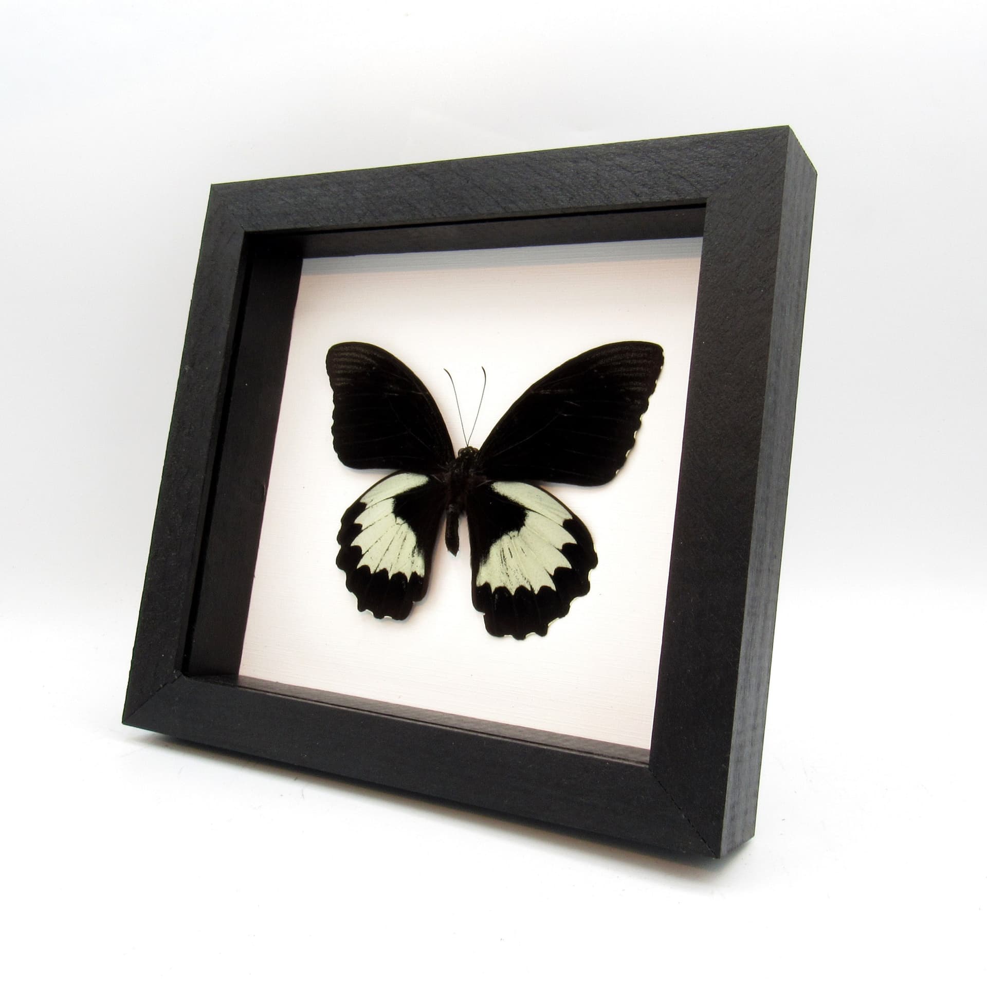 Real large black Orchard Swallowtail butterfly framed taxidermy - Papilio aegeus ormenus