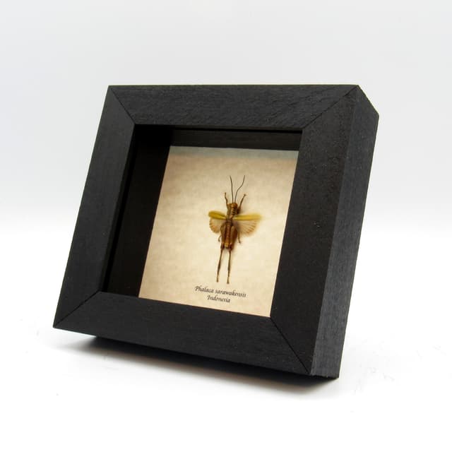 Real tiny green Grasshopper framed taxidermy - Phalaca sarawakensis