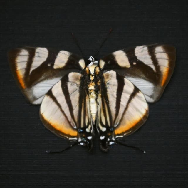 Real Phaleros Hairstreak butterfly framed taxidermy - Panthiades phaleros - Victorian mount