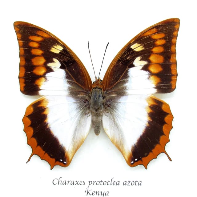 Rare Flame Bordered Charaxes butterfly framed taxidermy - Charaxes protoclea azota - female