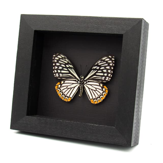 Real Common Mime Swallowtail butterfly framed taxidermy - Papilio clytia