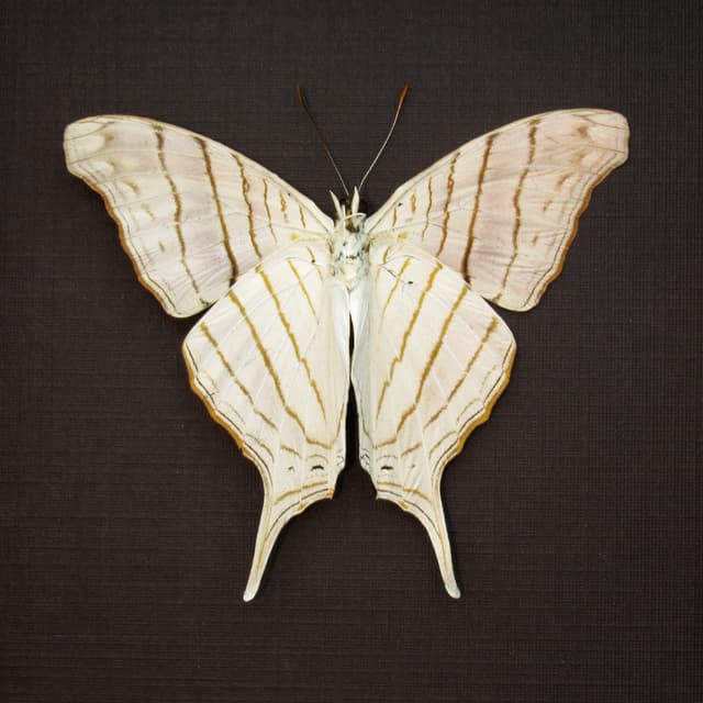 White Daggerwing butterfly framed taxidermy - Marpesia livius - Victorian mount