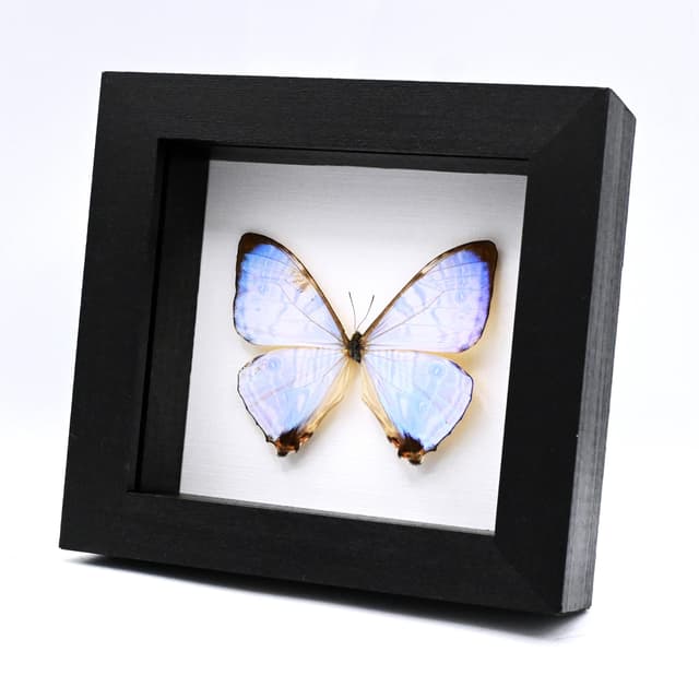 Real Pearl Morpho framed butterfly taxidermy - Morpho sulkowskyi