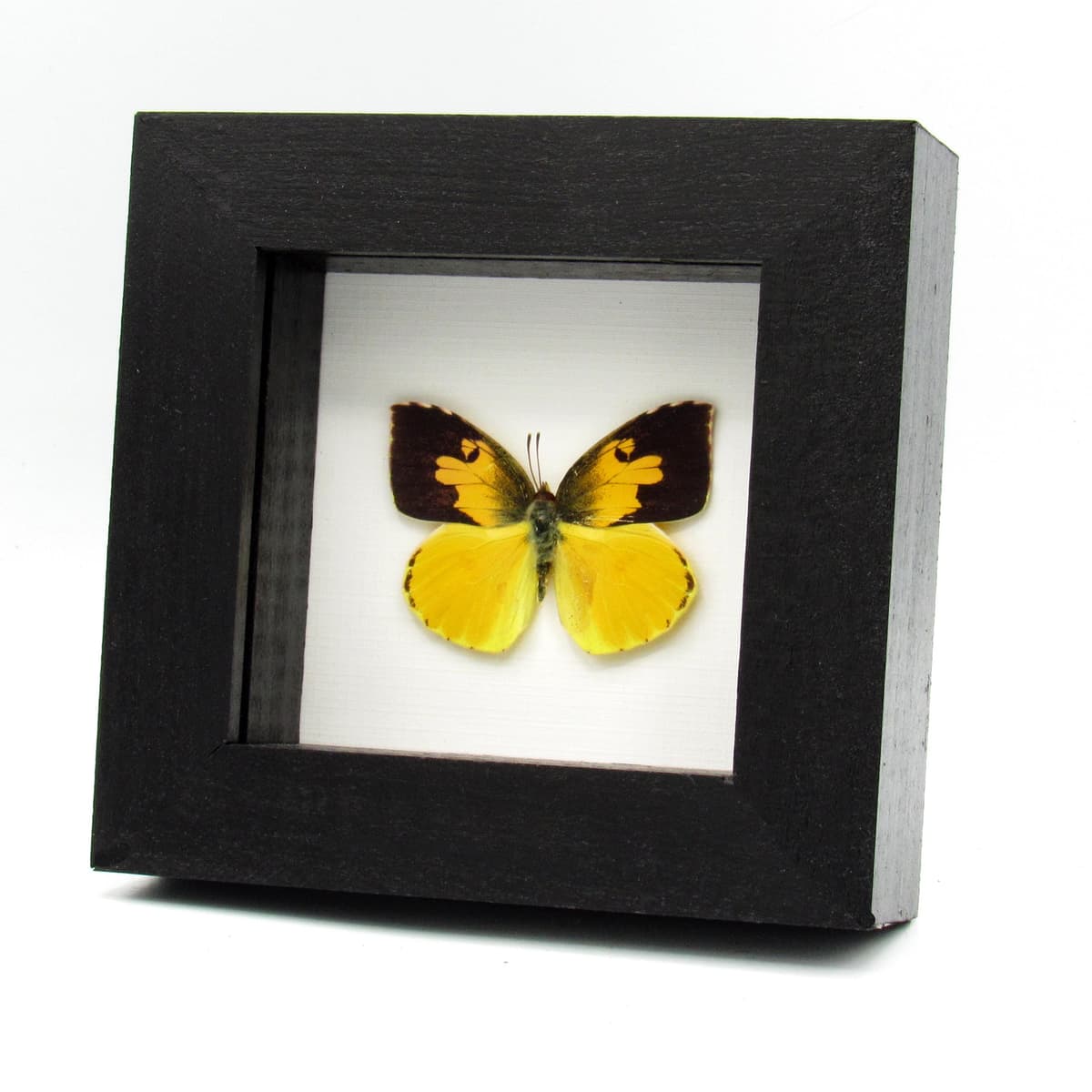 Real California Dogface butterfly framed taxidermy - Zerene eurydice