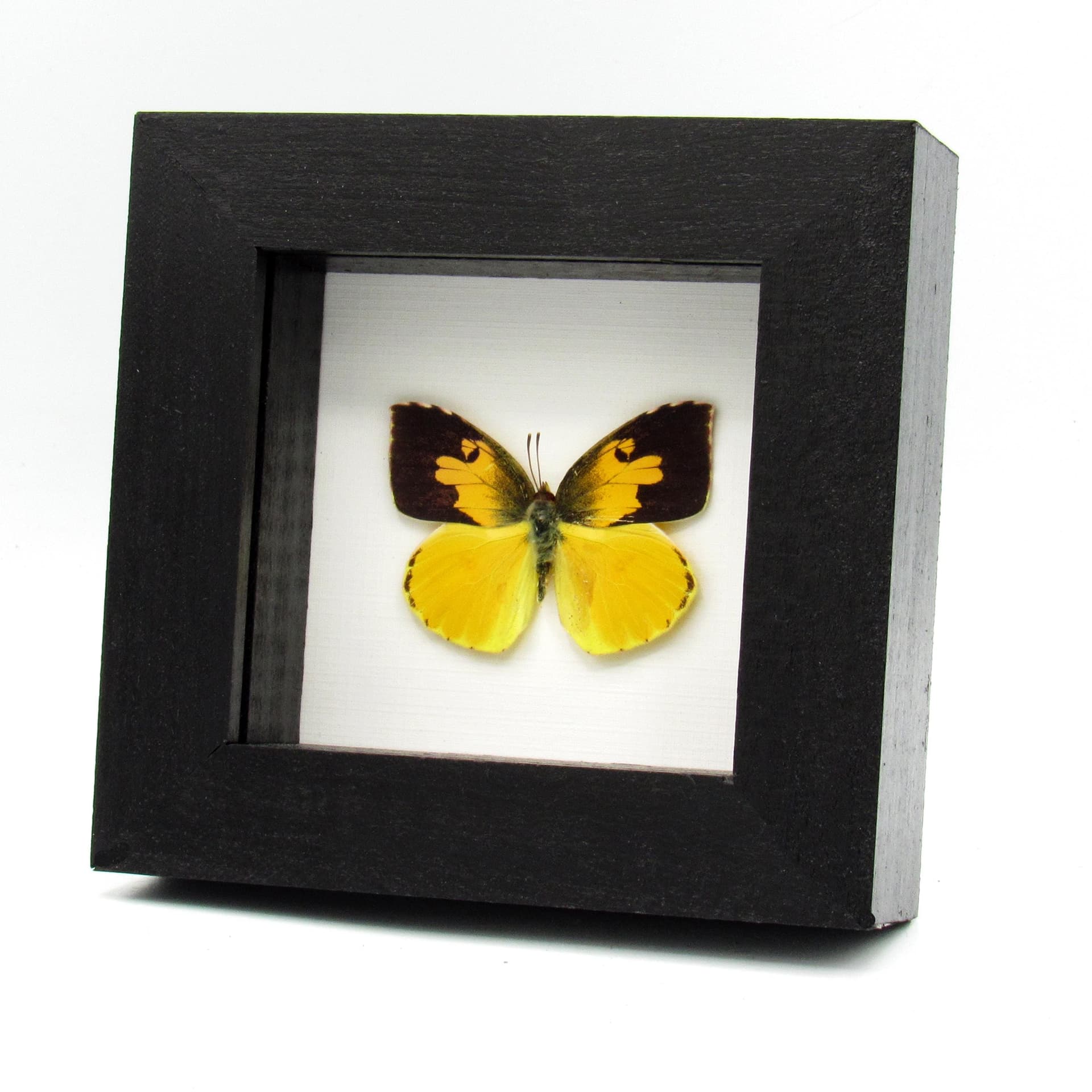 Real California Dogface butterfly framed taxidermy - Zerene eurydice