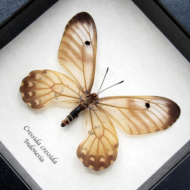 Real Clearwing Swallowtail butterfly framed taxidermy - Cressida cressida - large female
