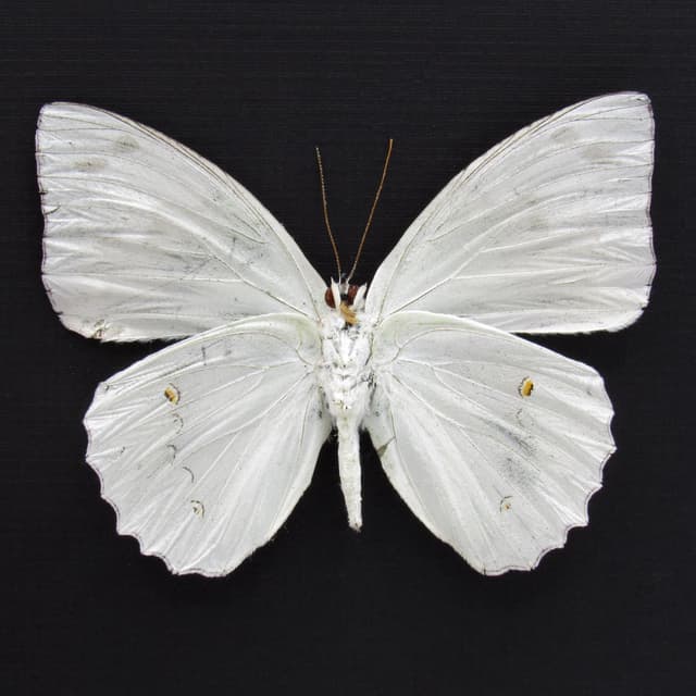 Rare white butterfly framed taxidermy - Helcyra superba