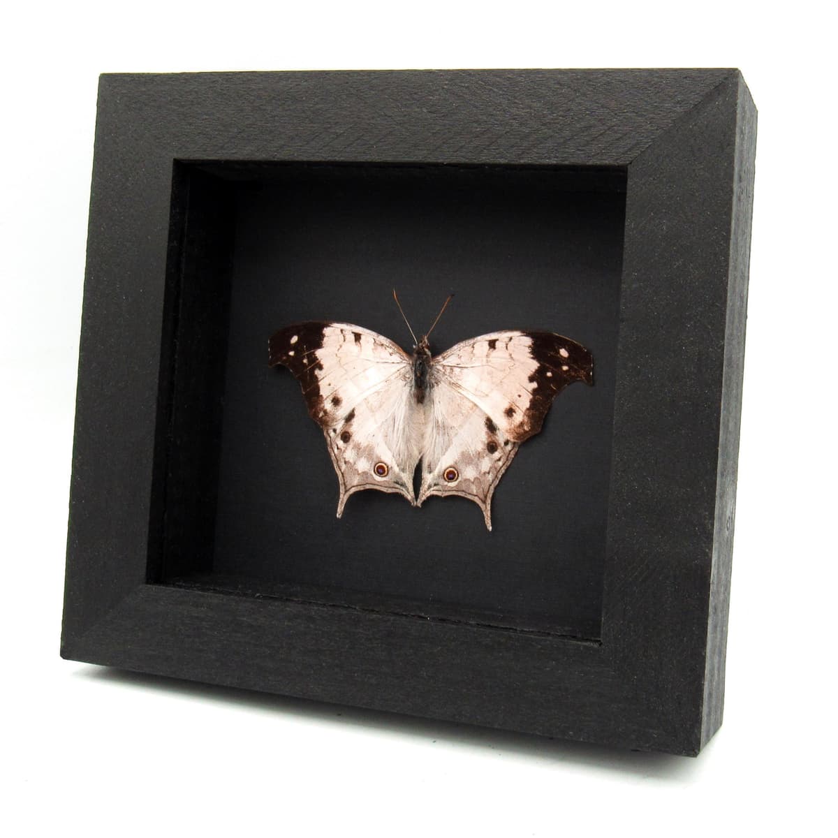 Real Pearl butterfly framed taxidermy - Salamis anacardi duprei - Victorian mount