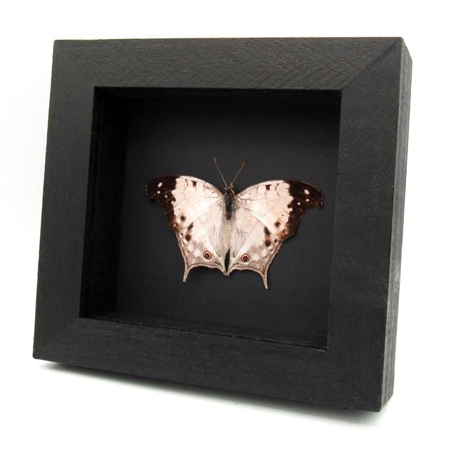 Real Pearl butterfly framed taxidermy - Salamis anacardi duprei - Victorian mount
