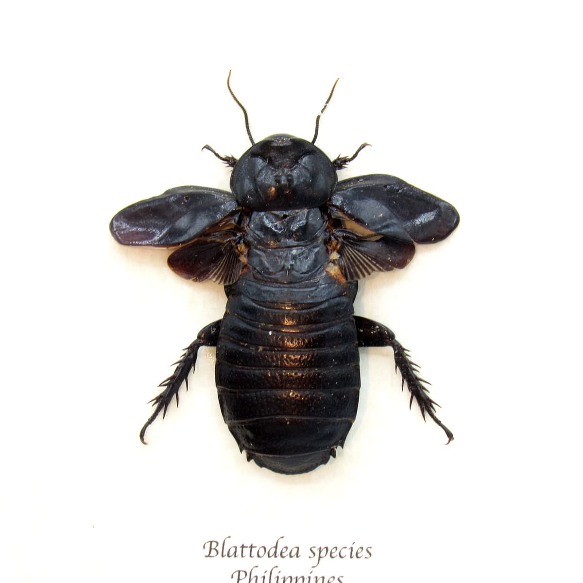 Real large Cockroach framed taxidermy - Blattodea species