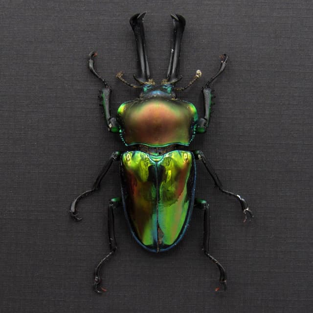 Rare large Rainbow Stag beetle framed taxidermy - Phalacrognathus muelleri