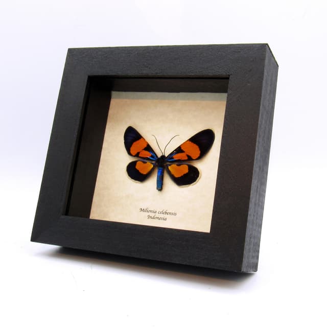Rare metallic moth framed taxidermy - Milionia celebensis