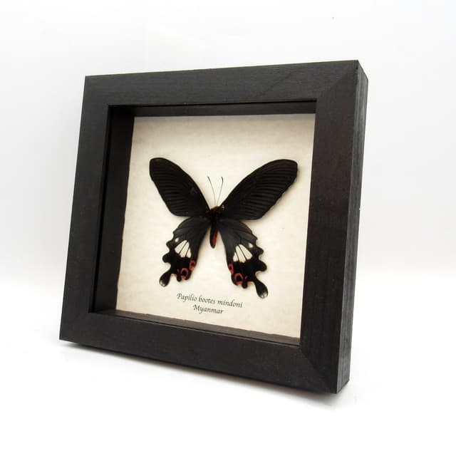 Rare Tailed Redbreast butterfly framed taxidermy - Papilio bootes mindoni