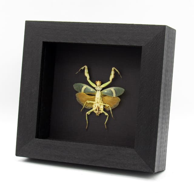 Rare Orange Banded Flower Mantis framed taxidermy - Theopropus elegans - female