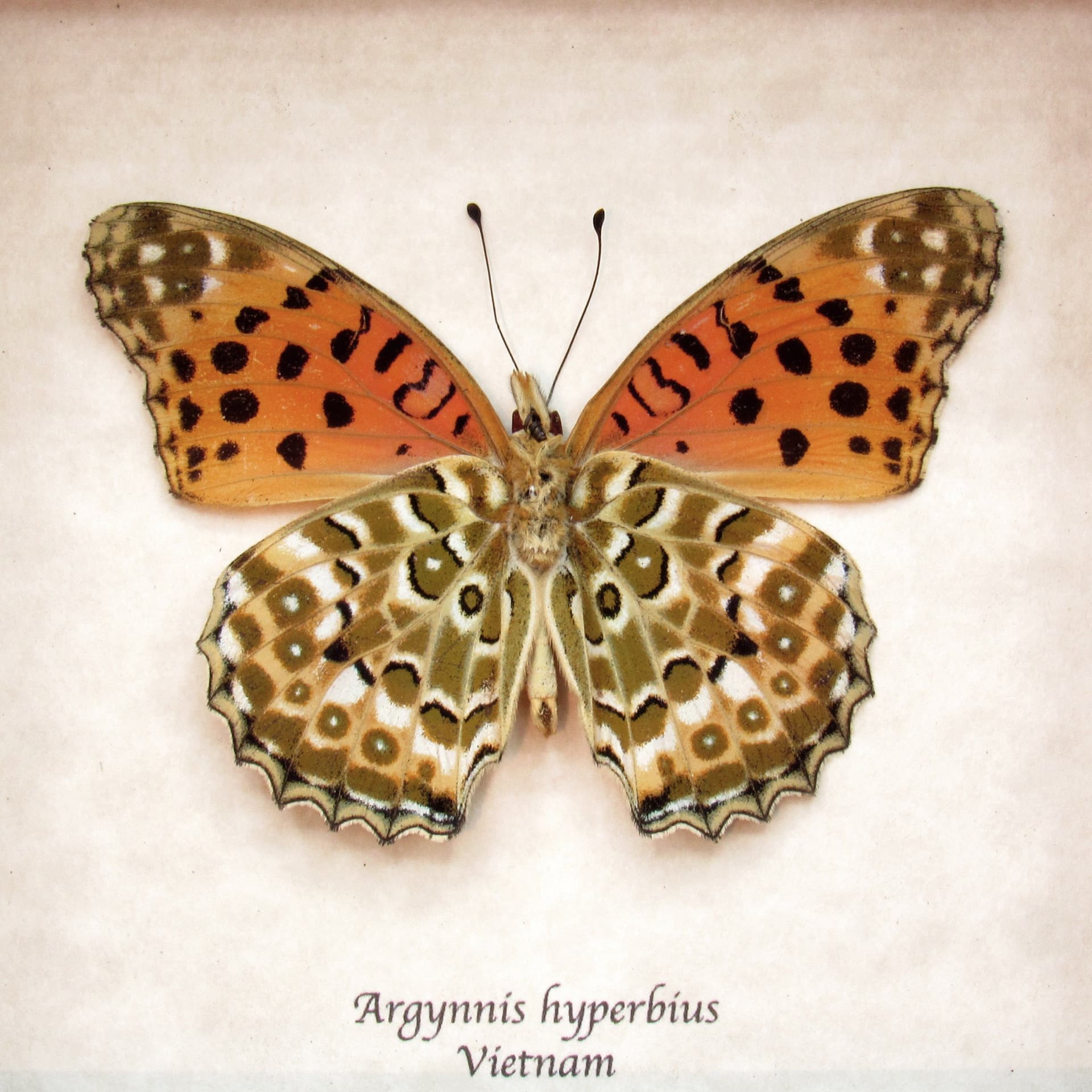 Real framed taxidermy butterfly - Argynnis hyperbius