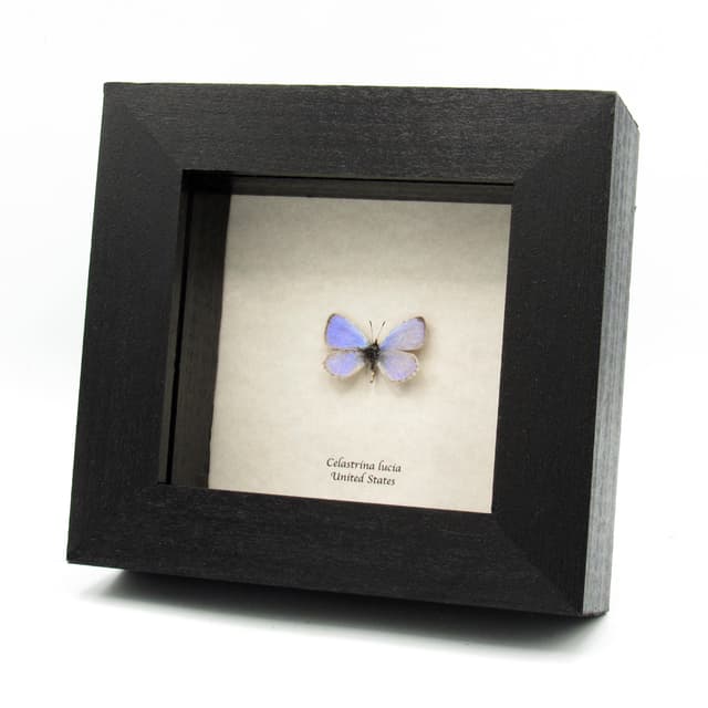 Real tiny lavender Lucia Azure butterfly framed taxidermy - Celastrina lucia