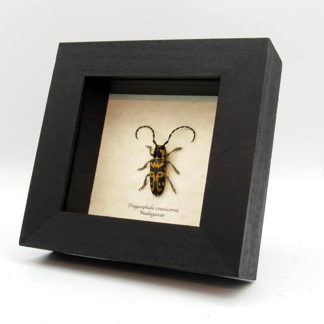 Rare yellow Longhorn beetle framed taxidermy - Tragocephala crassicornis - female