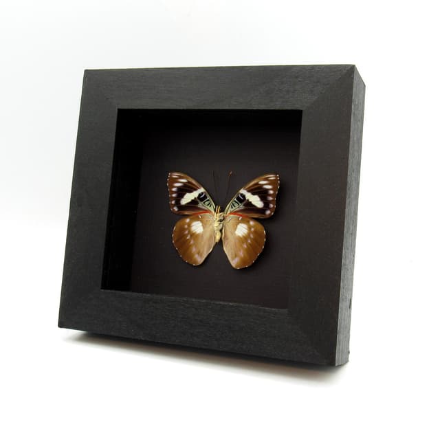 Rare butterfly framed taxidermy - Euthaliopsis aetion philomena