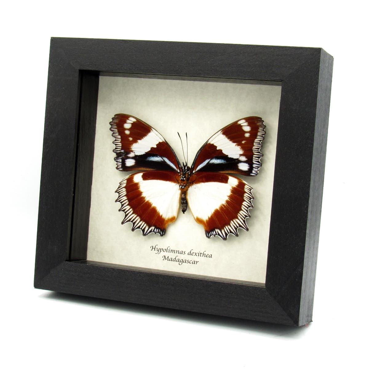 Real framed butterfly taxidermy - Hypolimnas dexithea - large female