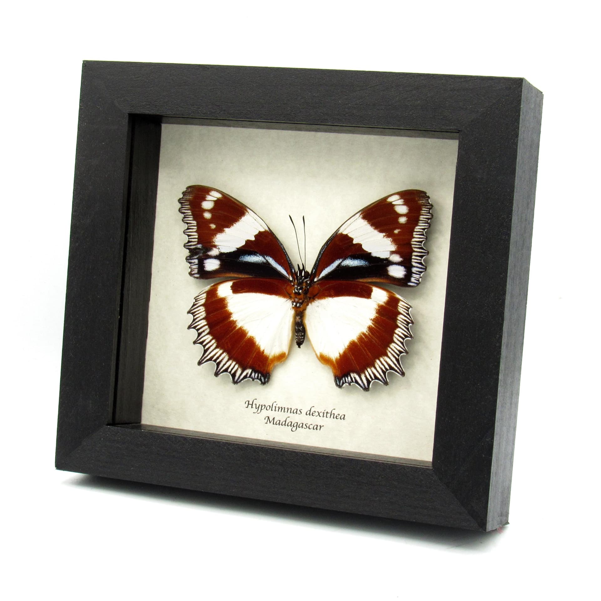 Real framed butterfly taxidermy - Hypolimnas dexithea - large female