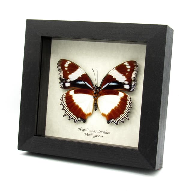 Real framed butterfly taxidermy - Hypolimnas dexithea - large female