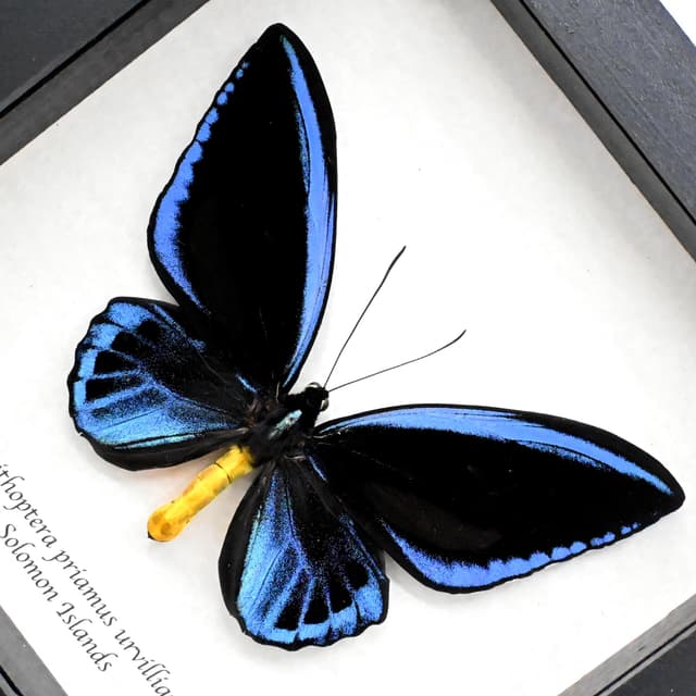 Rare XXL Blue Birdwing butterfly framed taxidermy - Ornithoptera priamus urvillianus