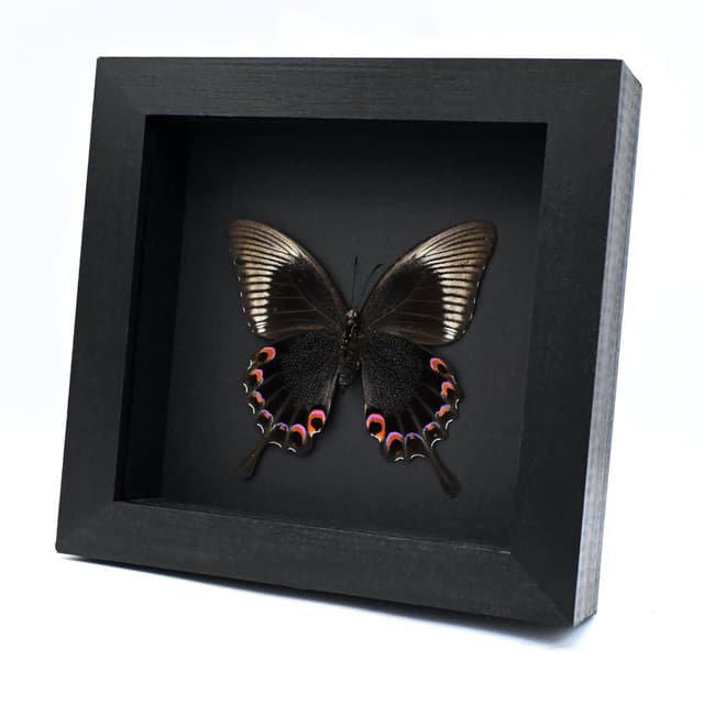 Large Jungle Jade butterfly framed taxidermy - Papilio karna - large female