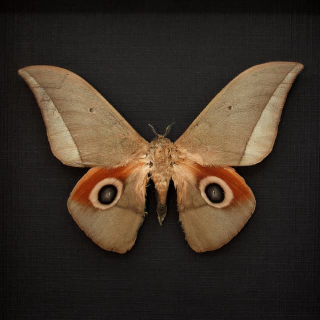 Real Saturn moth framed taxidermy - Lobobunaea goodii