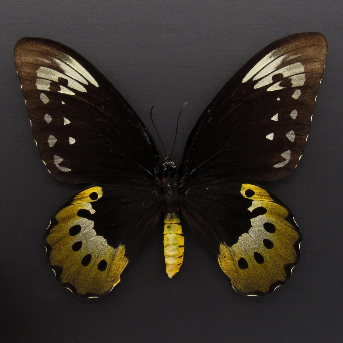 Real MASSIVE butterfly framed taxidermy - Ornithoptera goliath supremus - female - 6.95 inch wingspan