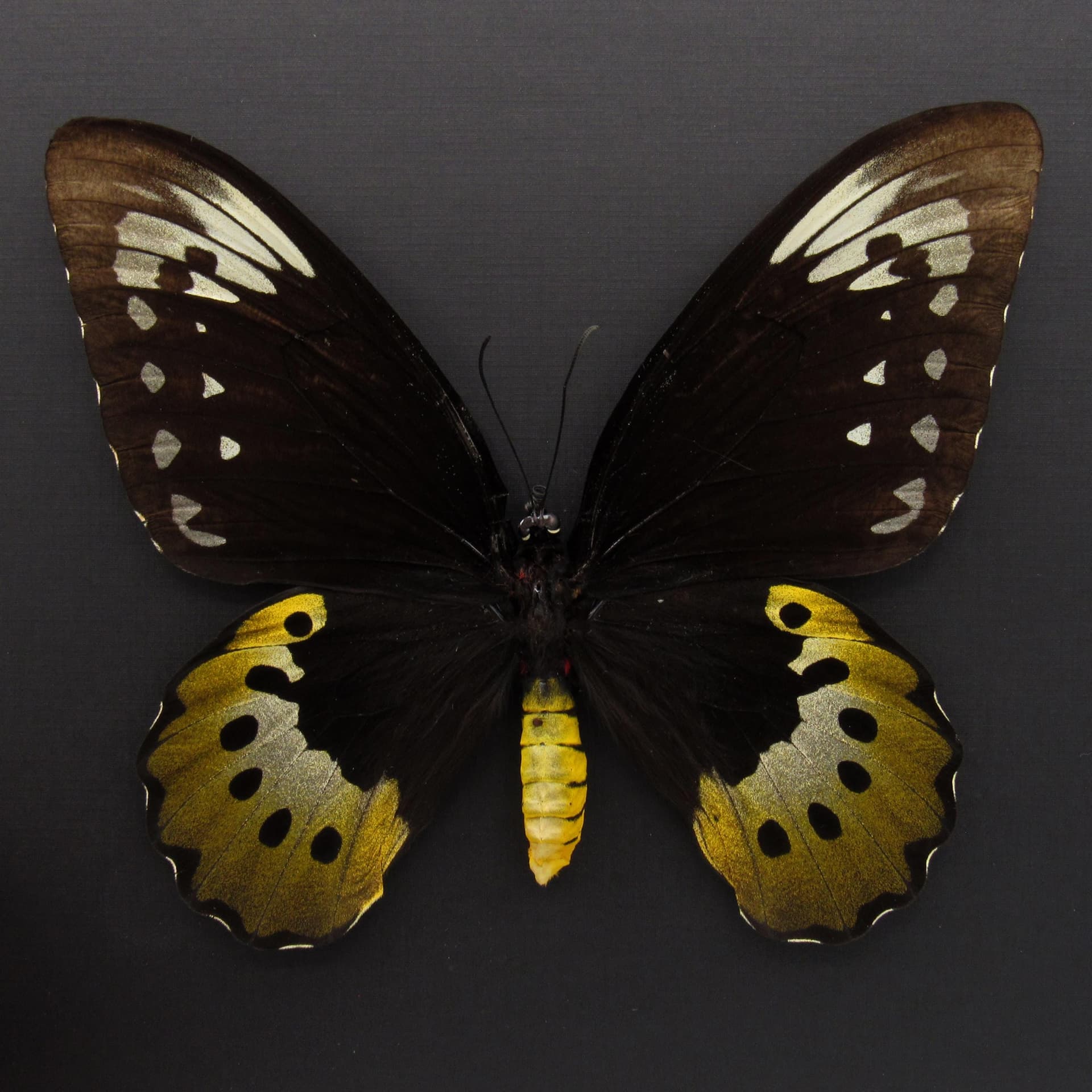 Real MASSIVE butterfly framed taxidermy - Ornithoptera goliath supremus - female - 6.95 inch wingspan
