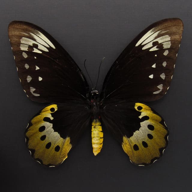 Real MASSIVE butterfly framed taxidermy - Ornithoptera goliath supremus - female - 6.95 inch wingspan