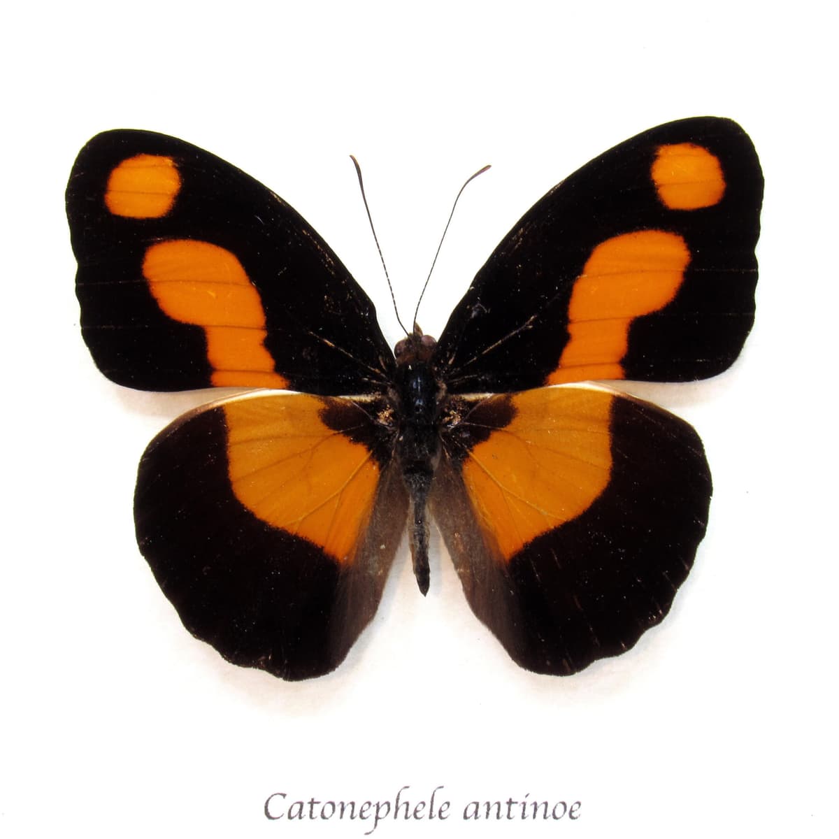 Real orange Firewing butterfly framed taxidermy - Catonephele antinoe