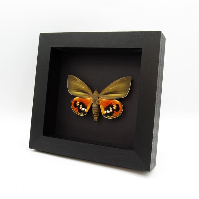 Rare Orange Castniid moth framed taxidermy - Paysandisia archon - large female