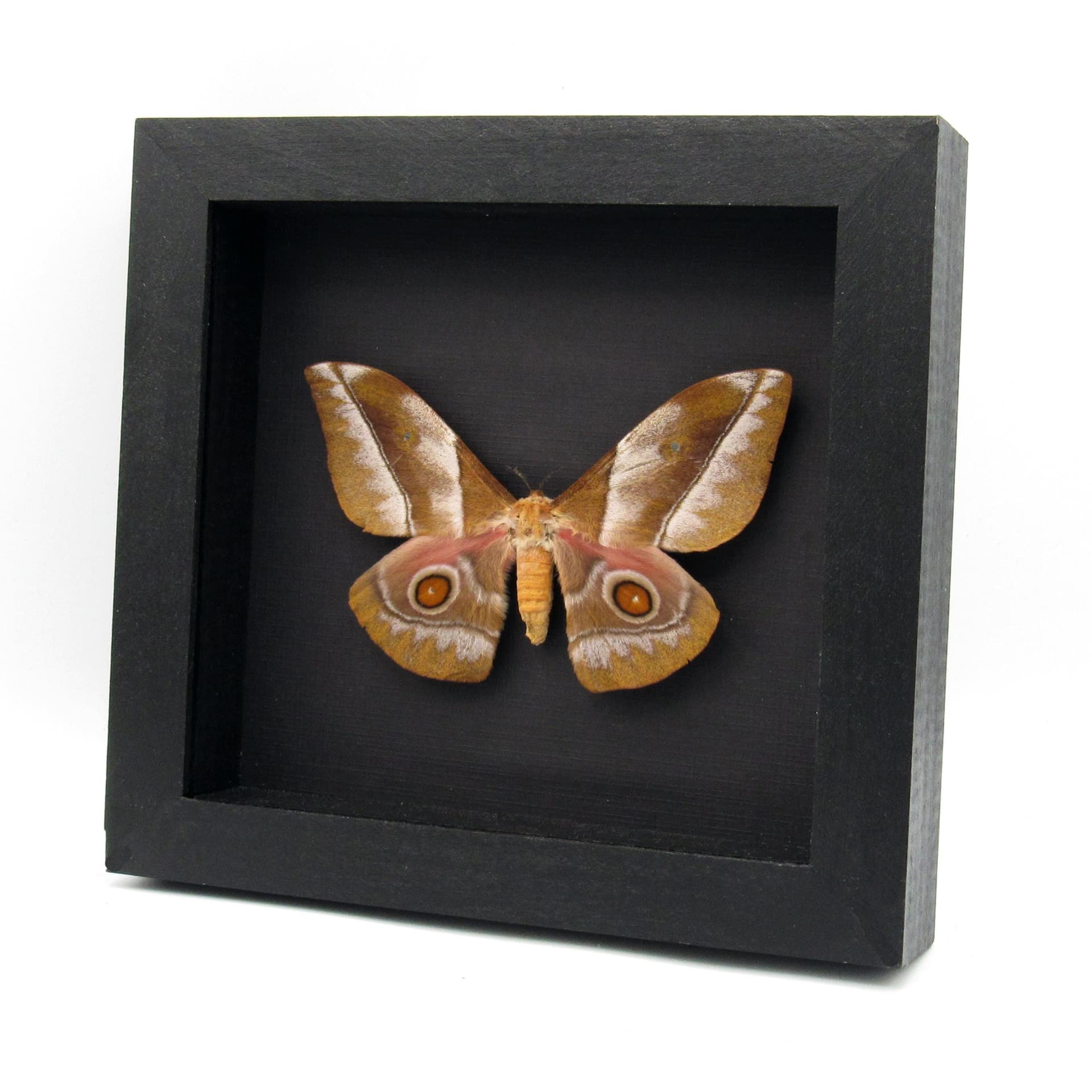 Large real Saturn moth framed taxidermy - Imbrasia epimethea - female