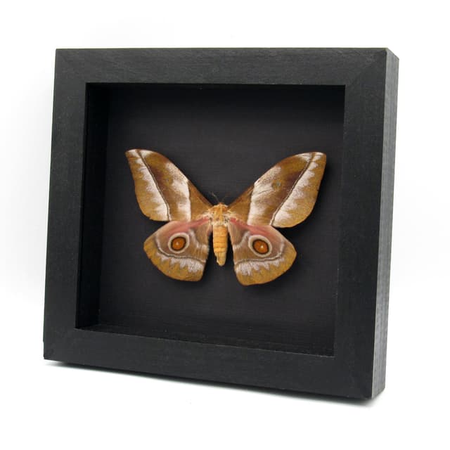 Large real Saturn moth framed taxidermy - Imbrasia epimethea - female