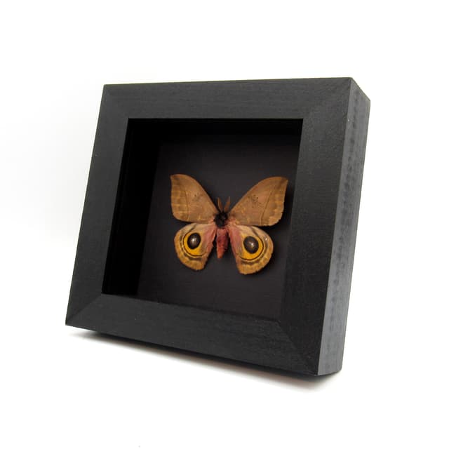 Real Saturn moth framed taxidermy - Automeris belti