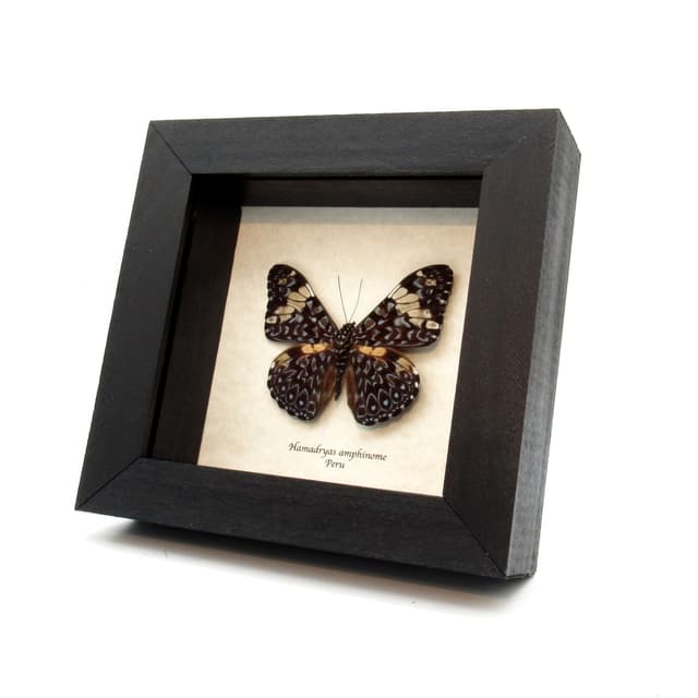 Real blue butterfly framed taxidermy - Hamadryas amphinome