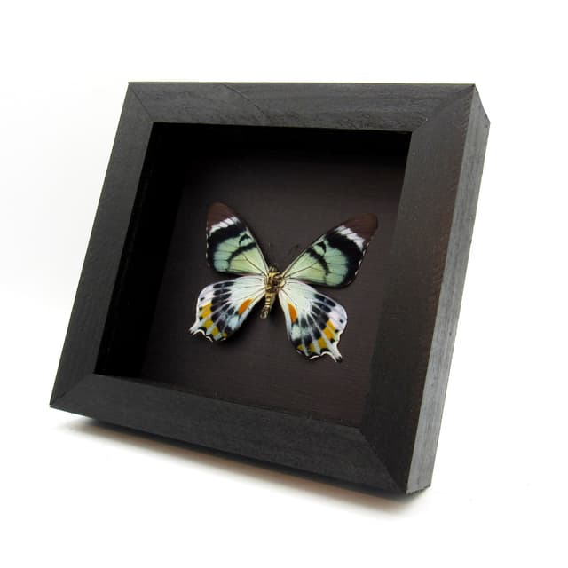 Very rare moth mimic Swallowtail butterfly framed taxidermy - Papilio laglaizei