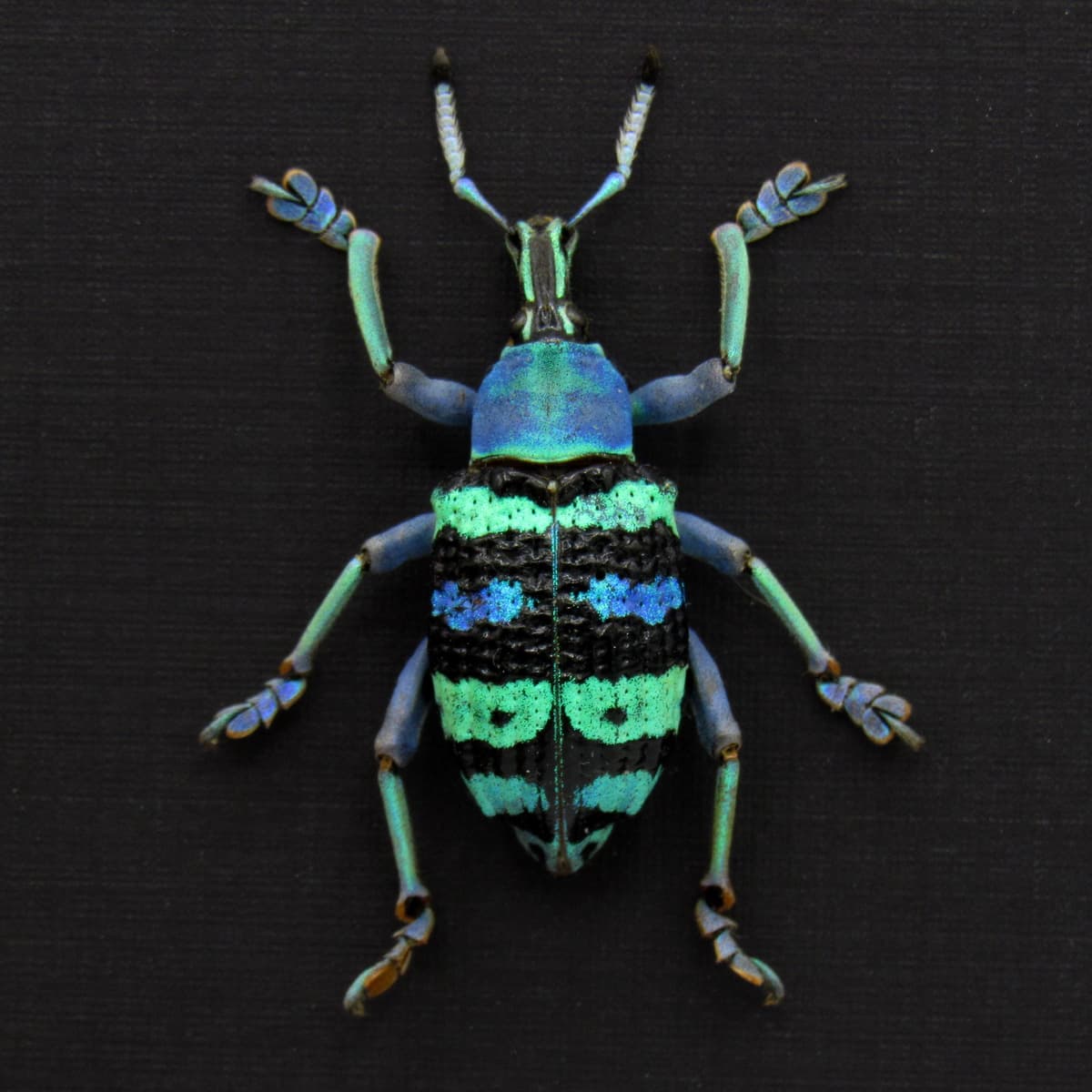 Real metallic weevil framed taxidermy - Eupholus magnificus - rare color form - XL