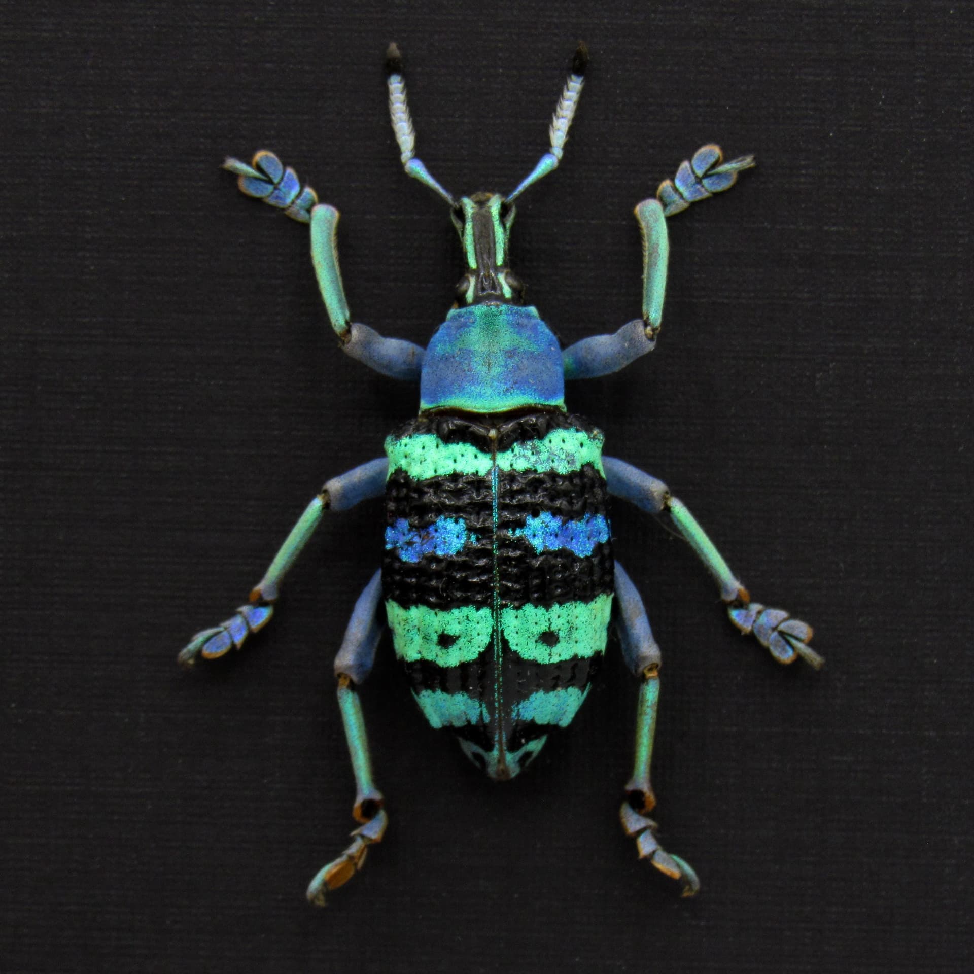 Real metallic weevil framed taxidermy - Eupholus magnificus - rare color form - XL