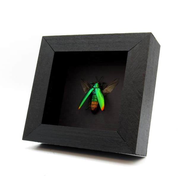 Real metallic beetle framed taxidermy - Chrysochroa aurora